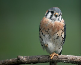 Hawker on branch Wallpaper