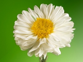 White Flower Обои