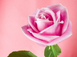 Pink Shadow Rose Обои