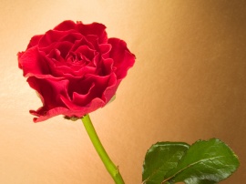 Curly Red Rose Wallpaper