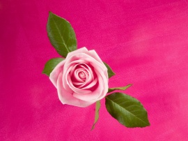 Rose in Deep Pink Wallpaper