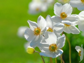 Flowers on Gree Wallpaper