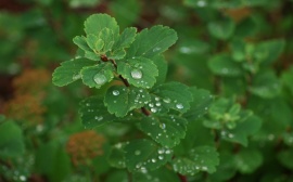 Dew on Leafs Wallpaper