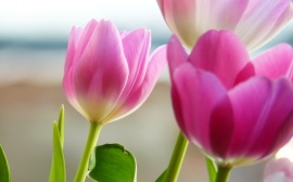 Tulips in Spring Wallpaper