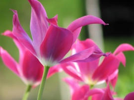 Open Tulips Обои