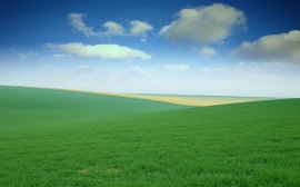 Green Field Обои