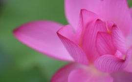 Pink Wisp Flower Обои