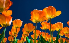 Affectionate Tulips Wallpaper