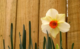 Easter Daffodil Обои