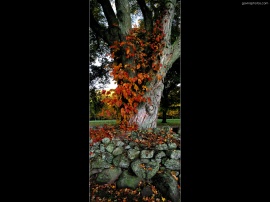 Autumn tree Обои