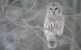 Owl in a tree Wallpaper