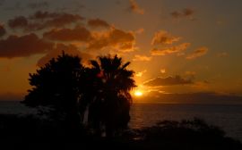 Sunset behind palms Wallpaper