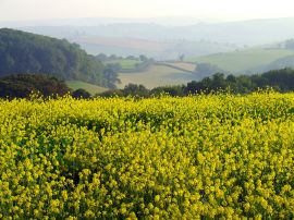 Yellow meadow Wallpaper