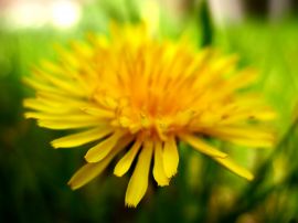 Sweet dandelion Wallpaper