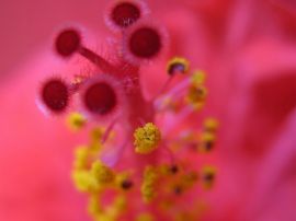 Pink Flower Wallpaper