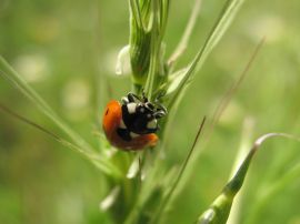 Ladybird Wallpaper