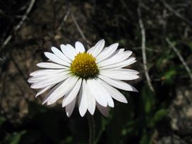 White Flower Обои