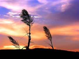 Sunset over grass Wallpaper