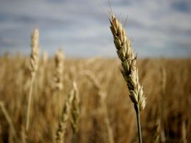 Crop field Wallpaper