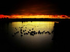 Birds on a lake Обои