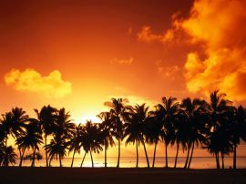 Sundown over palms Wallpaper