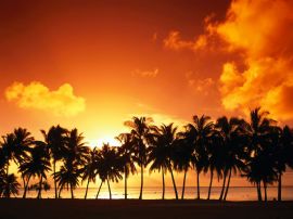 Sundown over palms Обои