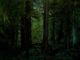 Dark forest Обои