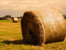 Golden haystack Wallpaper