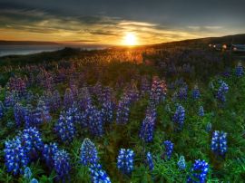 Flowers in the field Обои