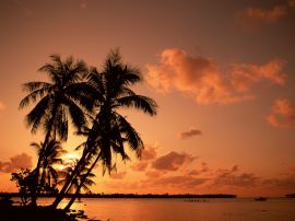 Palms and sunset Обои