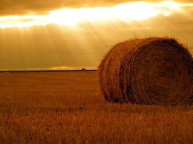 Rolling haystack Wallpaper