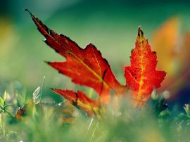 Red leaf in the grass Wallpaper