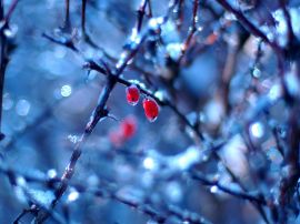 Frozen fruits in winter Wallpaper