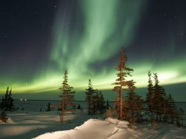 Aurora over trees Обои