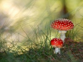 Two mushrooms Обои