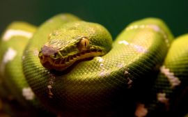 Green snake Wallpaper