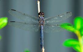 Dragonfly on a stick Wallpaper
