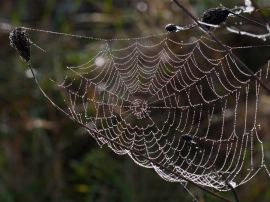 Wet spider web Wallpaper