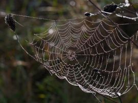 Wet spider web Обои