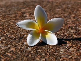 Flower lying down Wallpaper