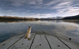 Dog staring at a lake Wallpaper