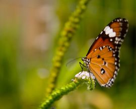 Orange butterfly Обои