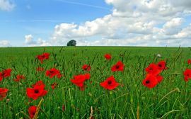 Poppy flowers on field Wallpaper