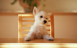 Dog at the table Обои