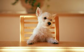 Dog at the table Wallpaper