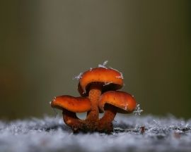 Three mushrooms Обои