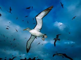 Flock of seagulls Обои