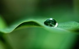 Rain drop on a leaf Обои