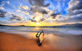 Tree branch on beach Wallpaper