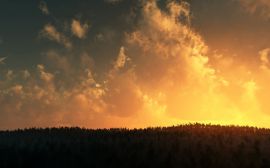 Sunset over tree tops Обои